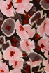 Verbena Flower Floral Print Dress