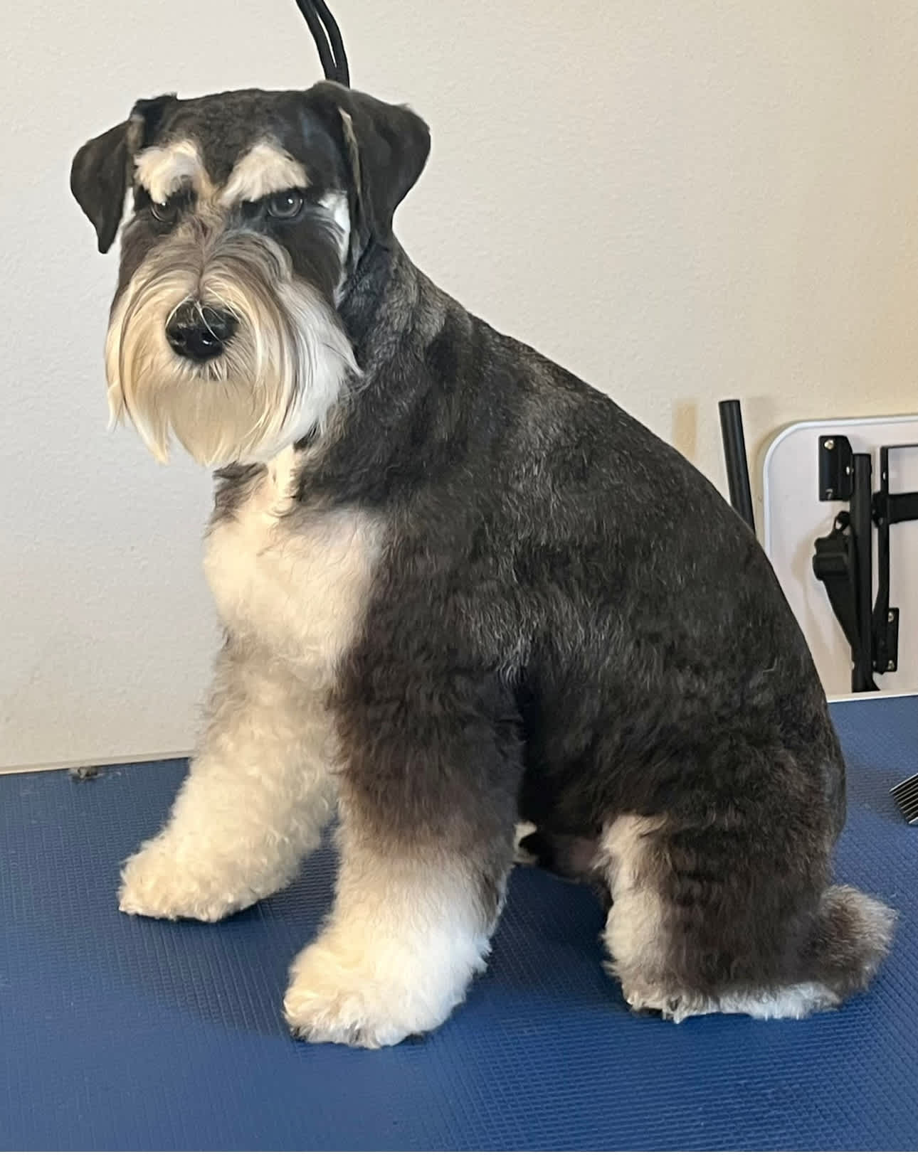 schnauzer
