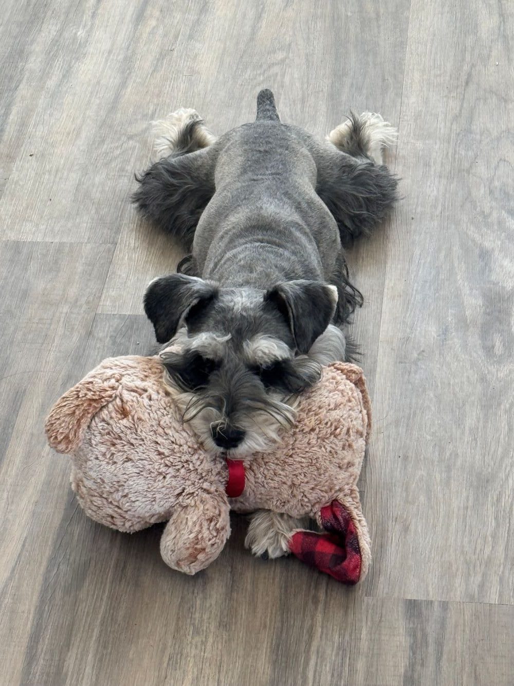 schnauzer