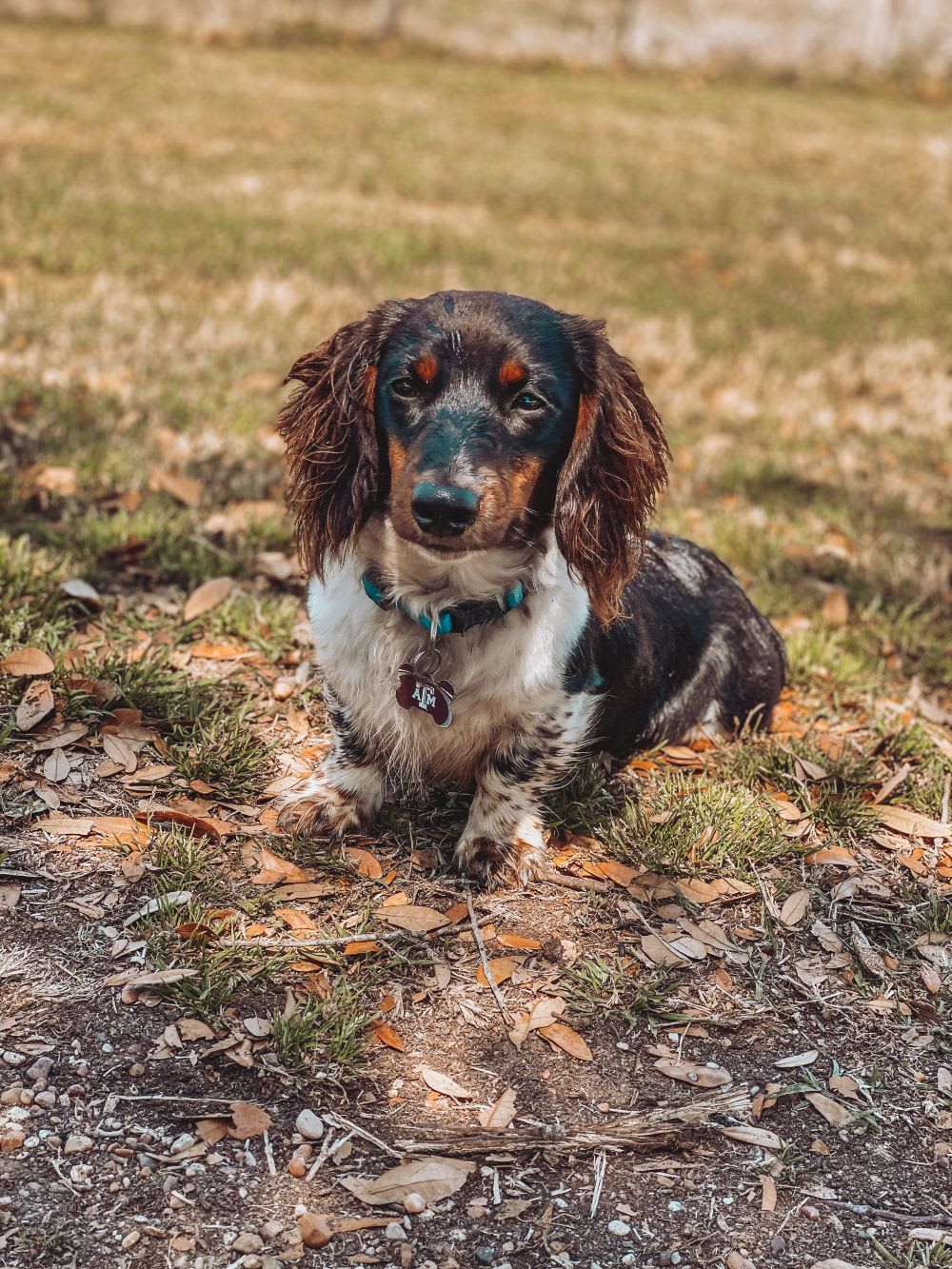 long haired dachshund