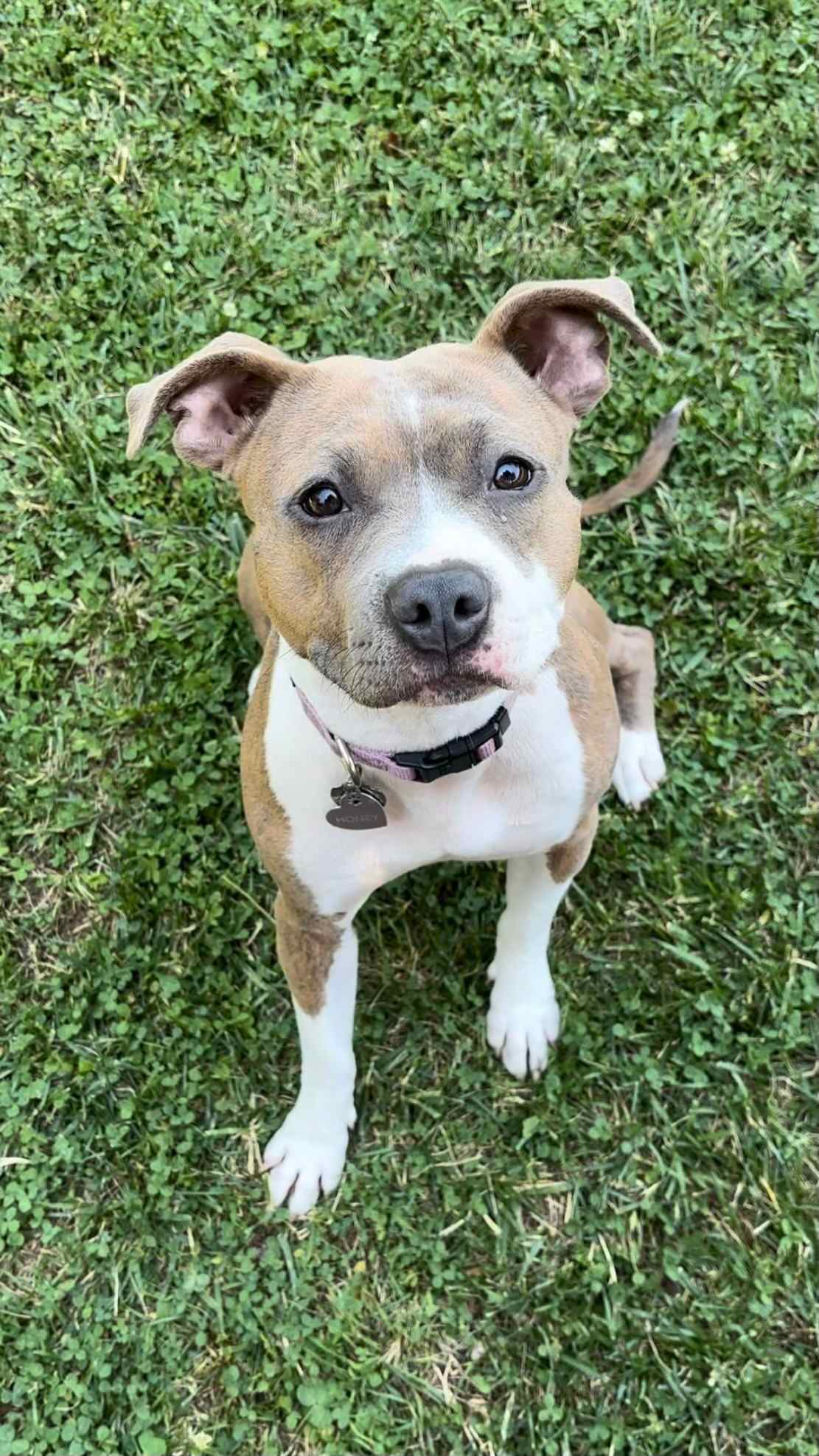 pitbull dog