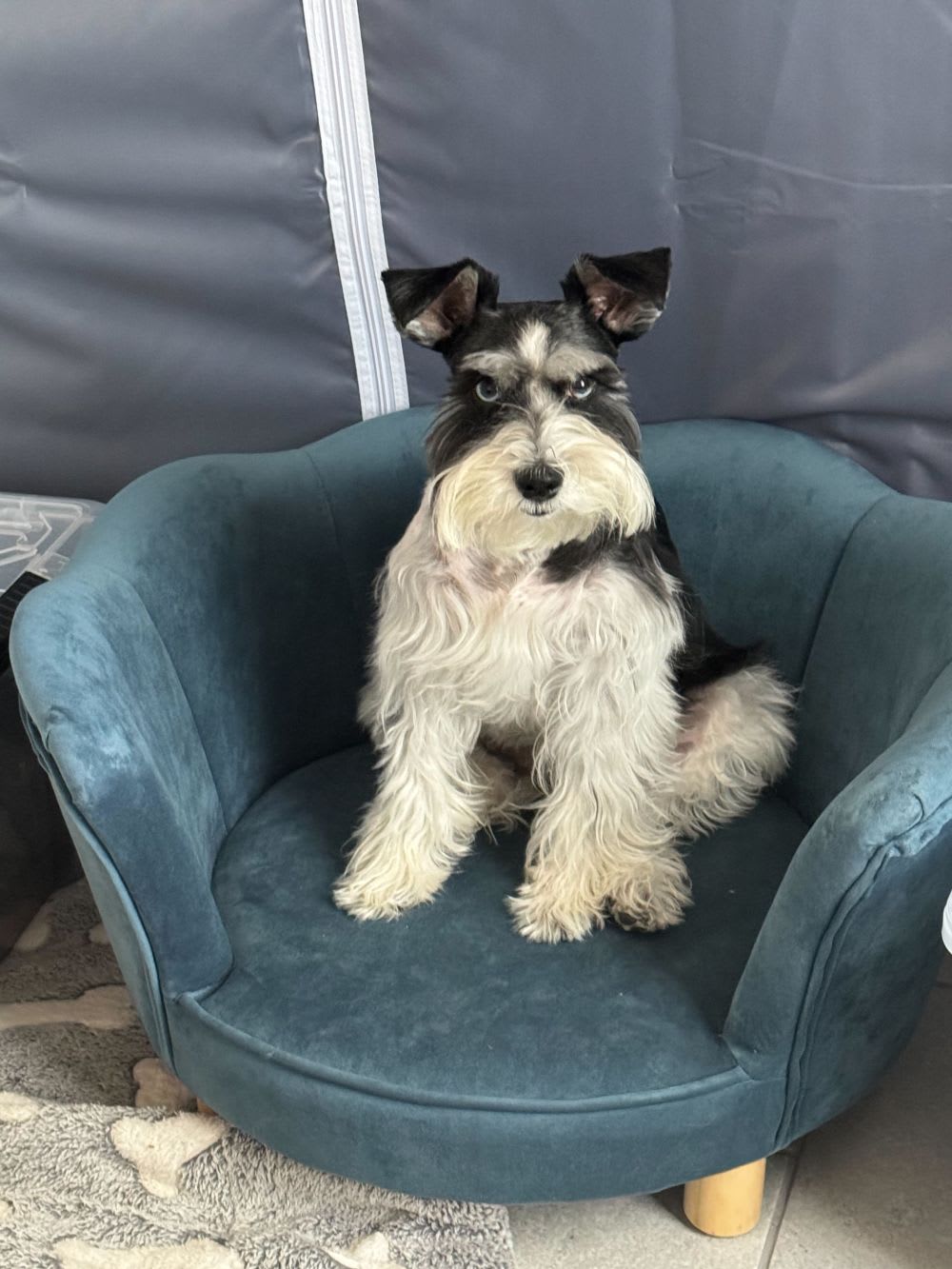 schnauzer dog