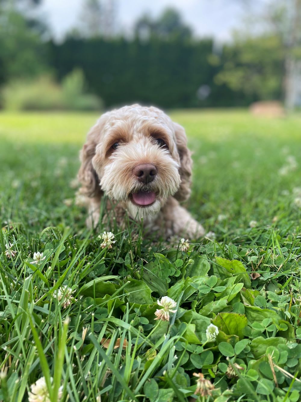 doodle dog
