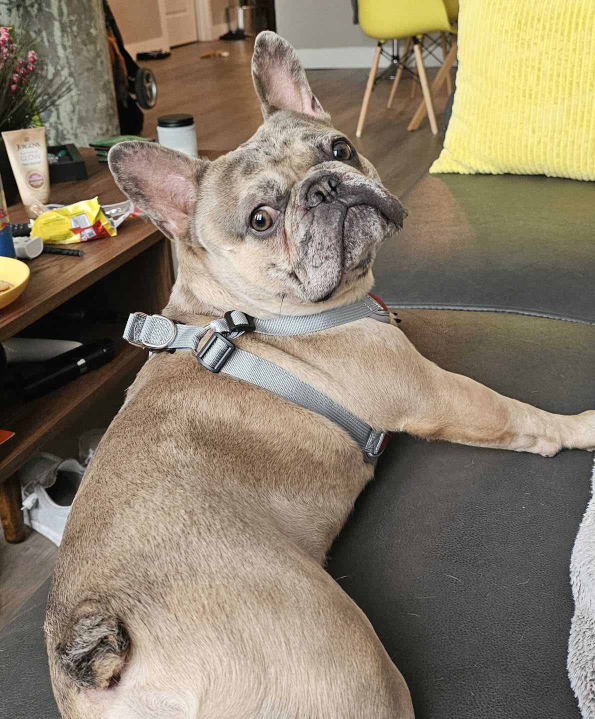 french bulldog