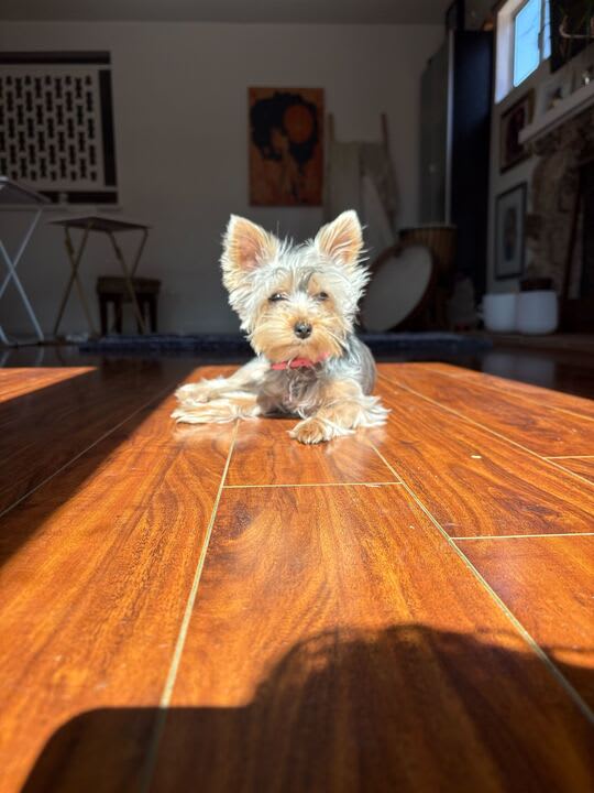 yorkie