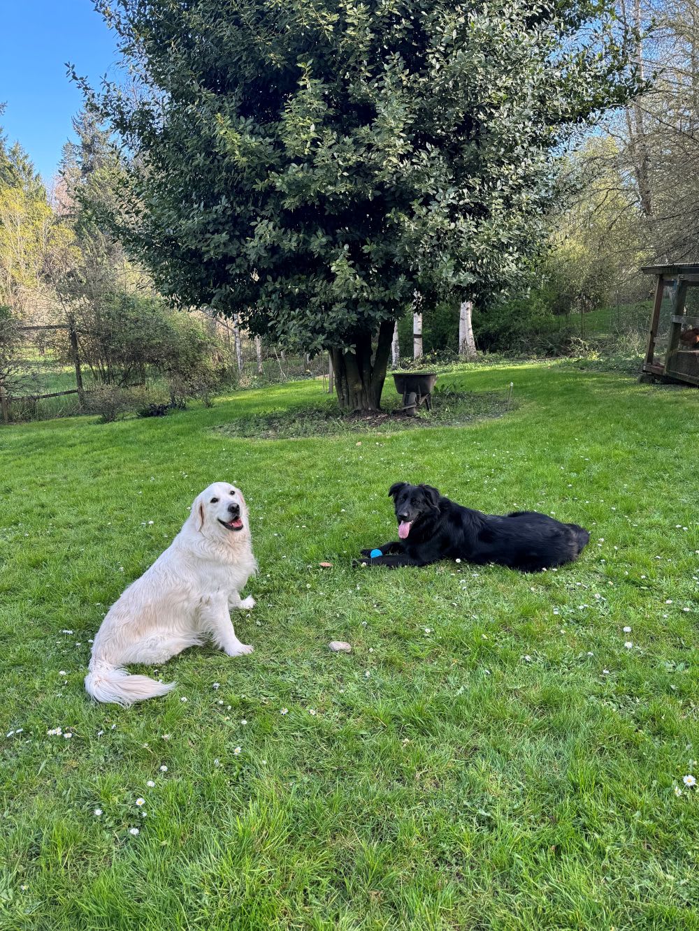 retriver dogs