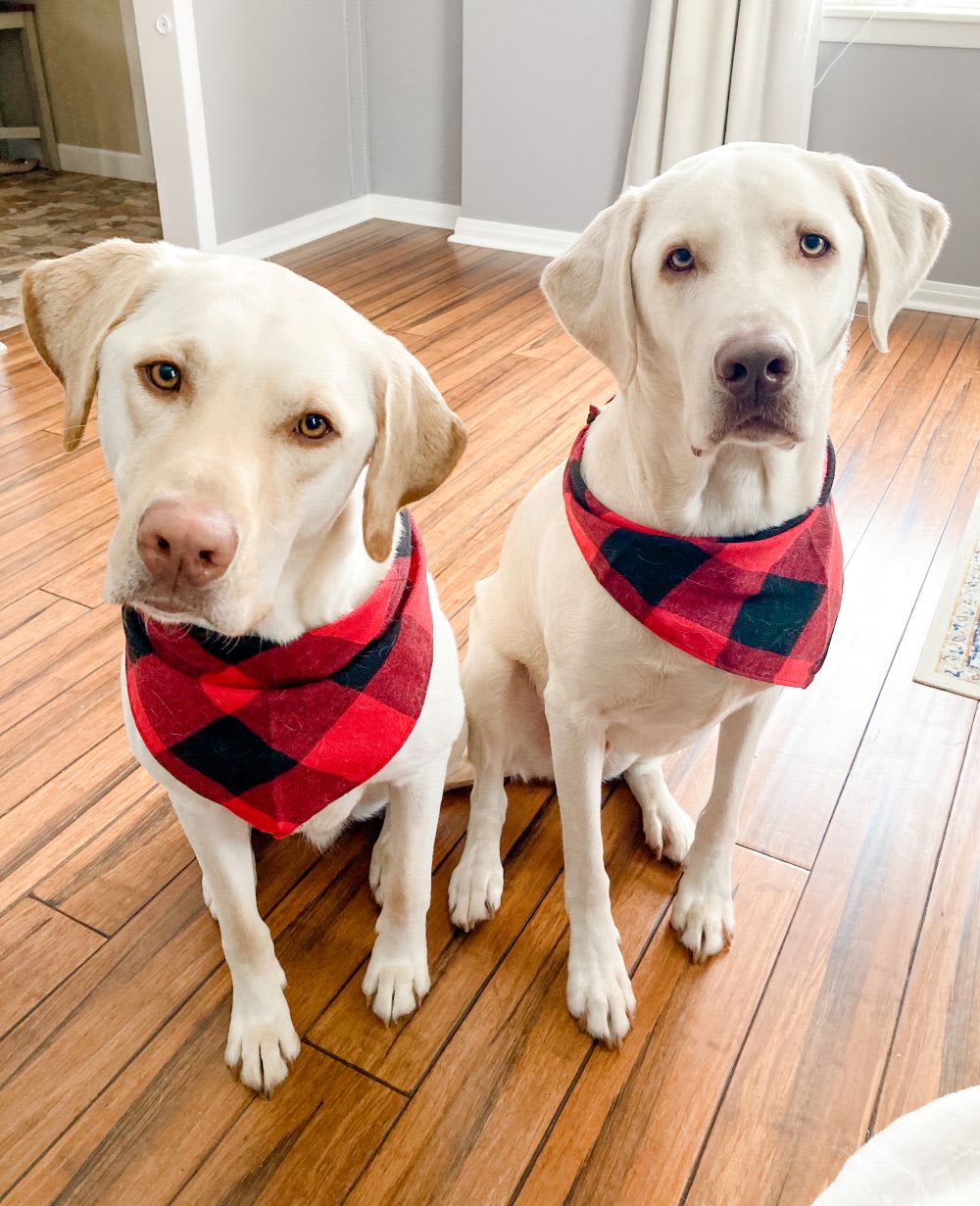labrador retriever