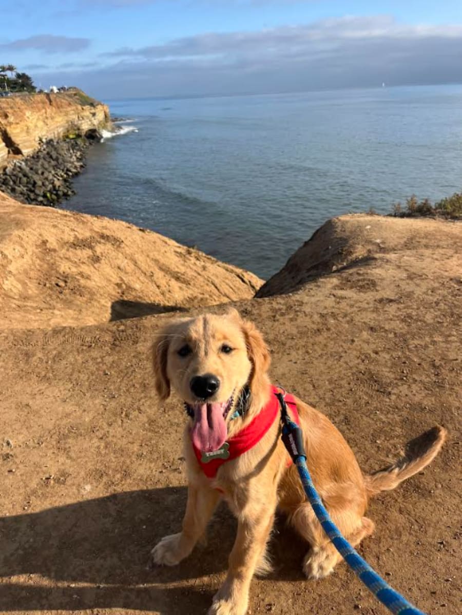 golden retriever
