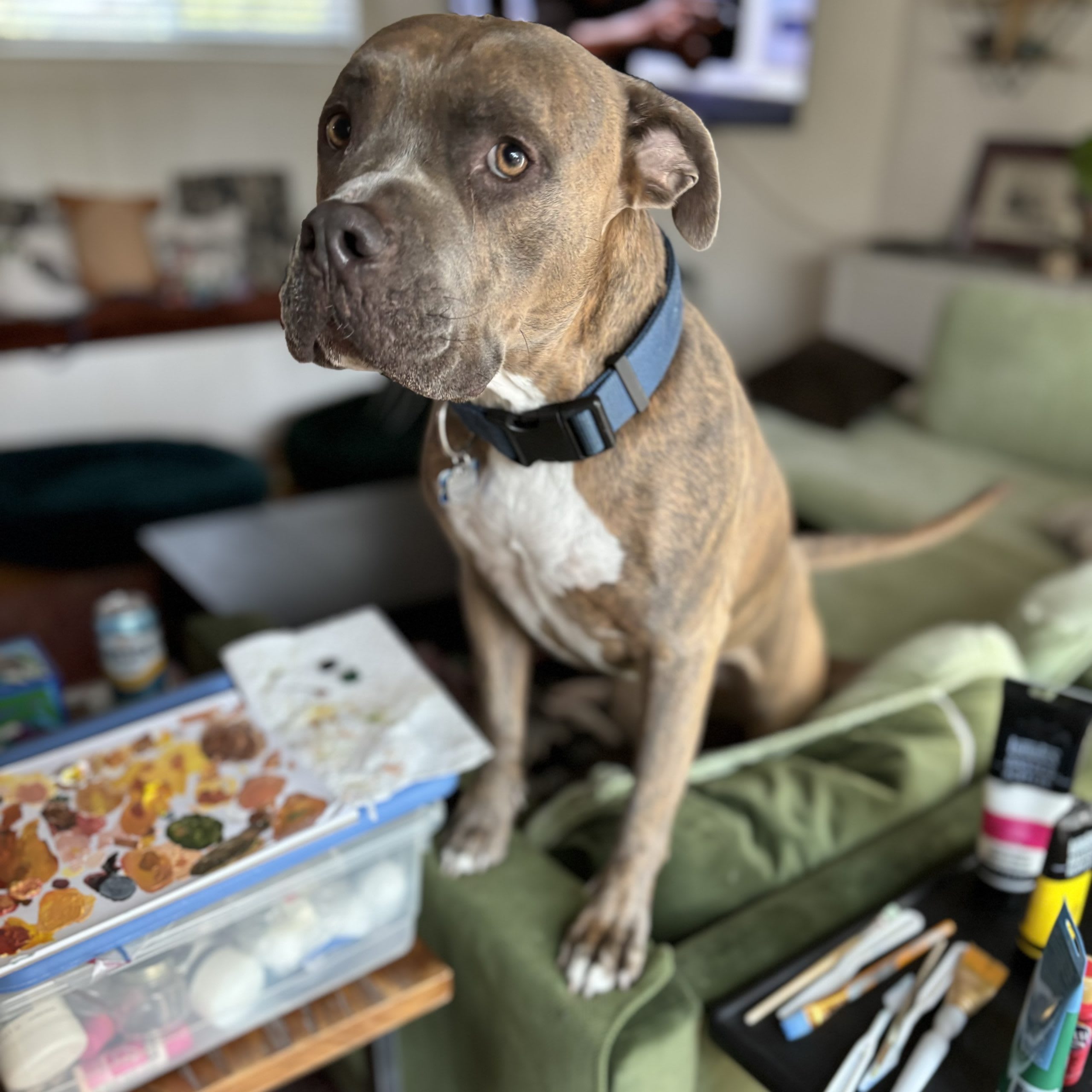 pitbull dog
