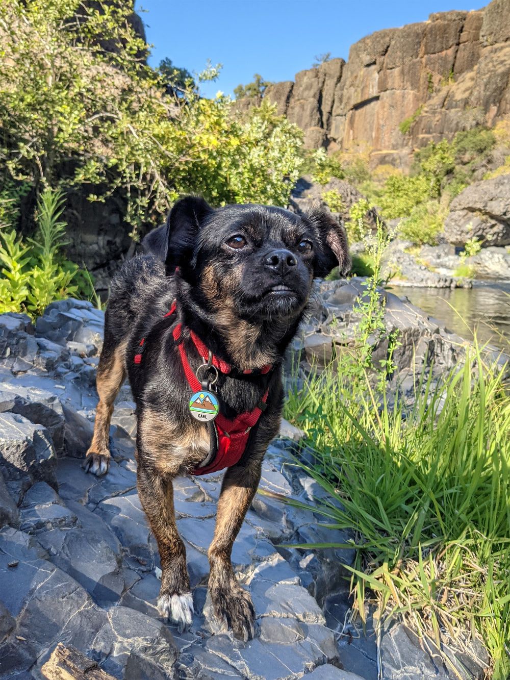 mixed breed dog