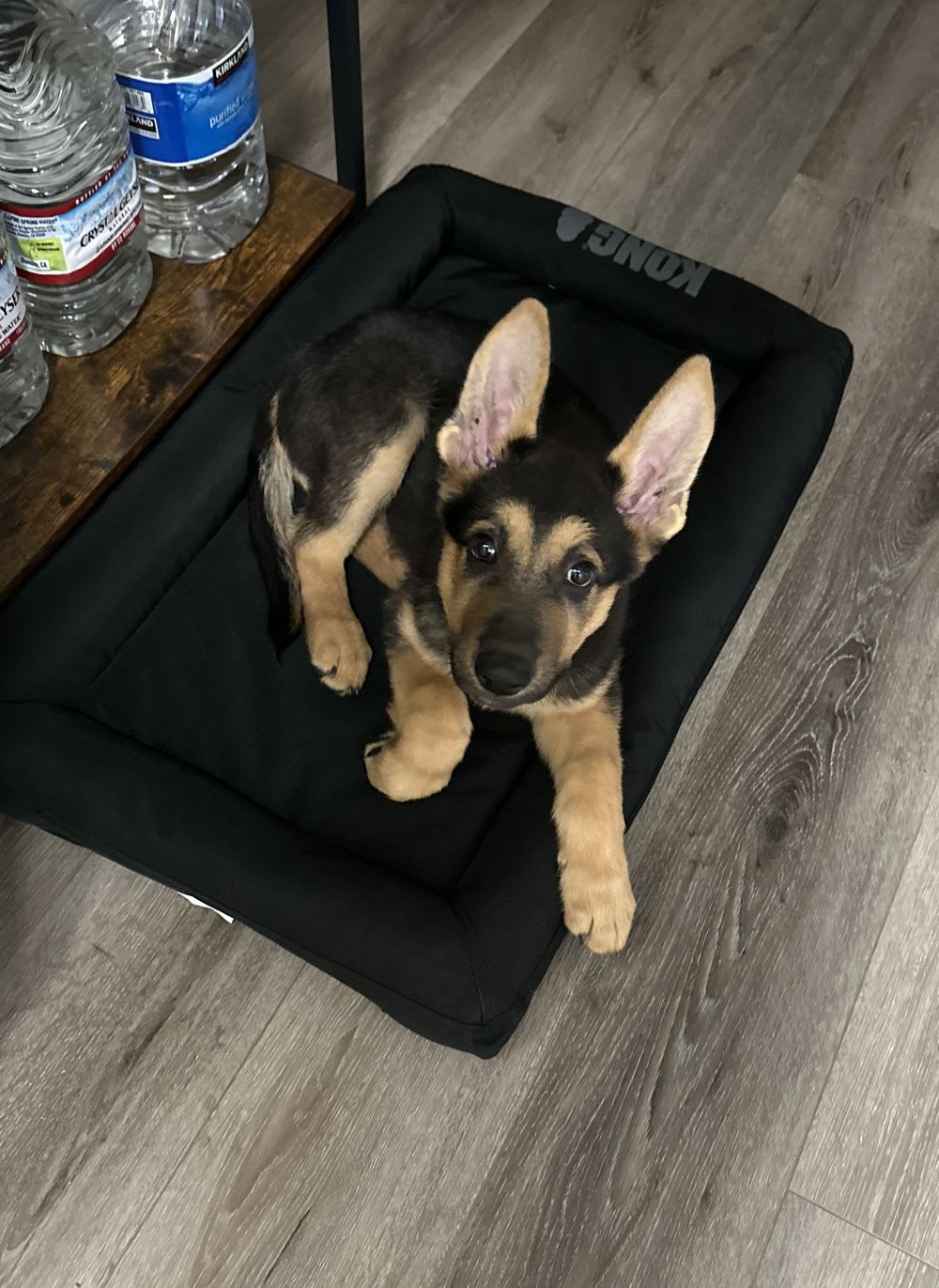 loki
