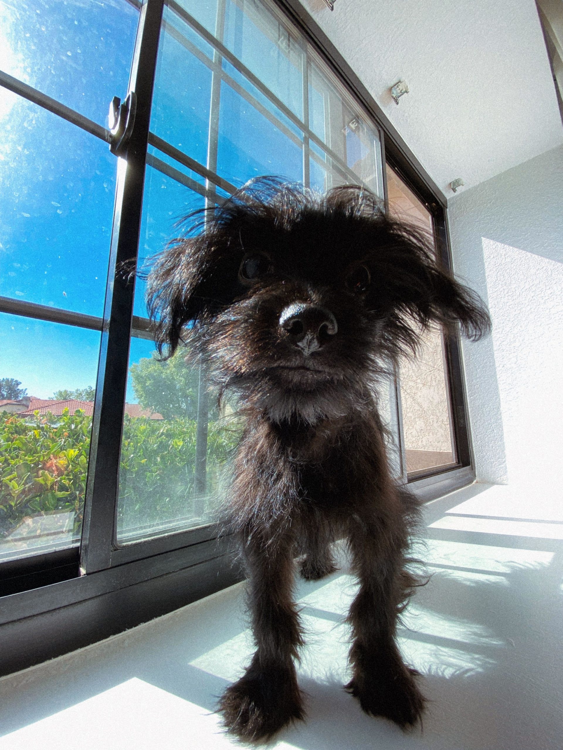 lupin dog
