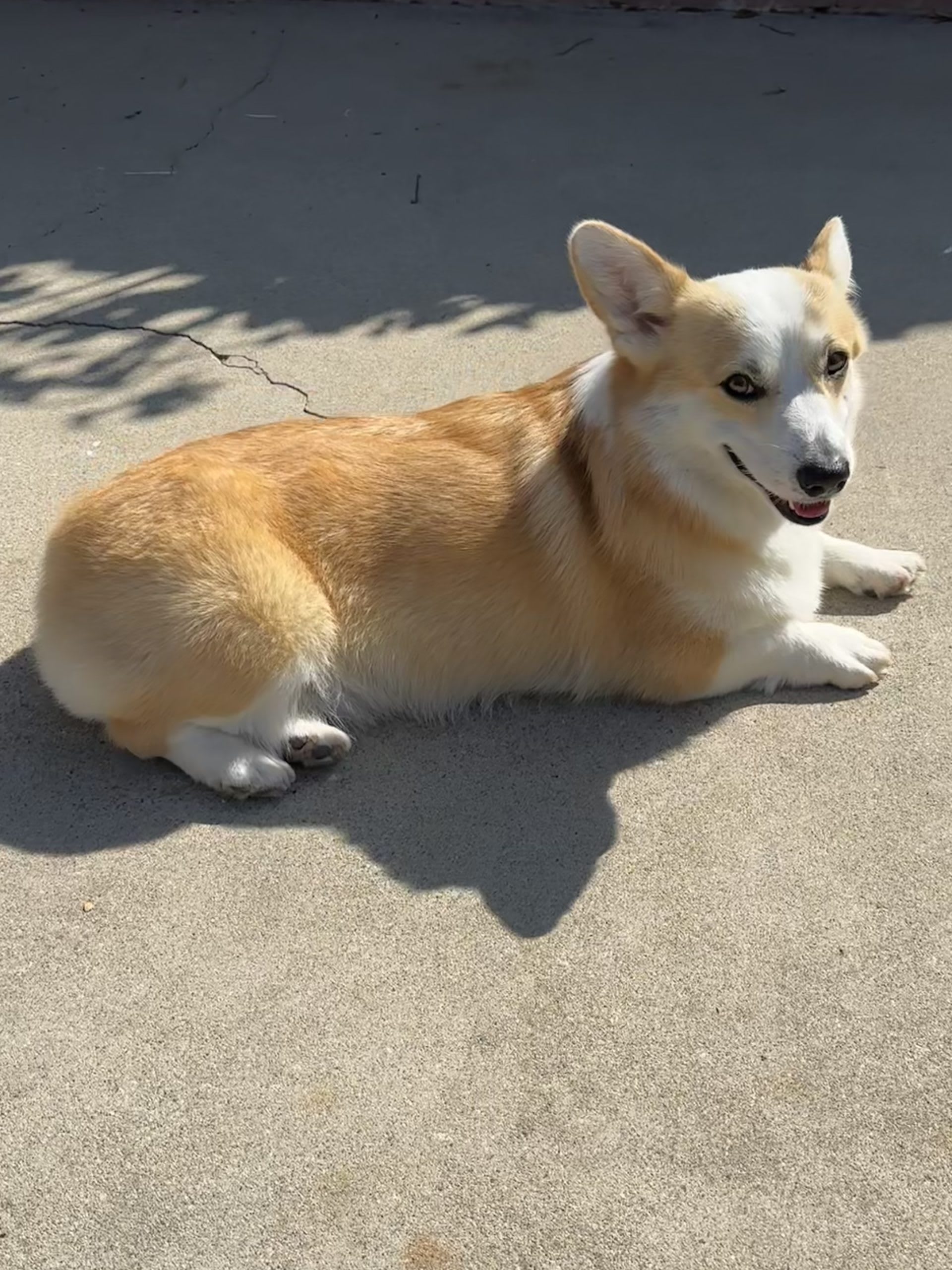 national dog day