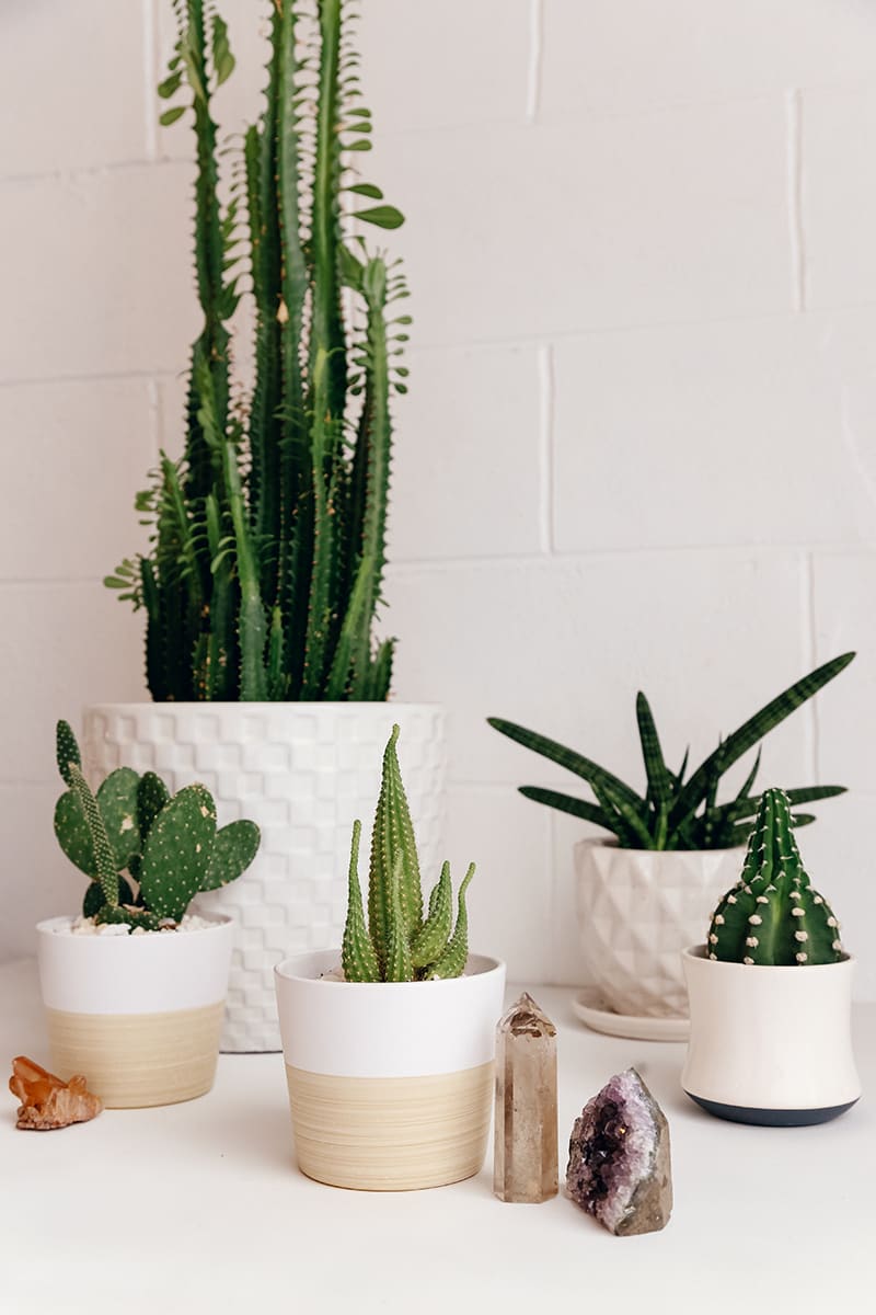 plants that are hard to kill - easy care houseplants- easy to take care of plants - indoor plants care and maintenance - how to take care of plants at home- spring decor