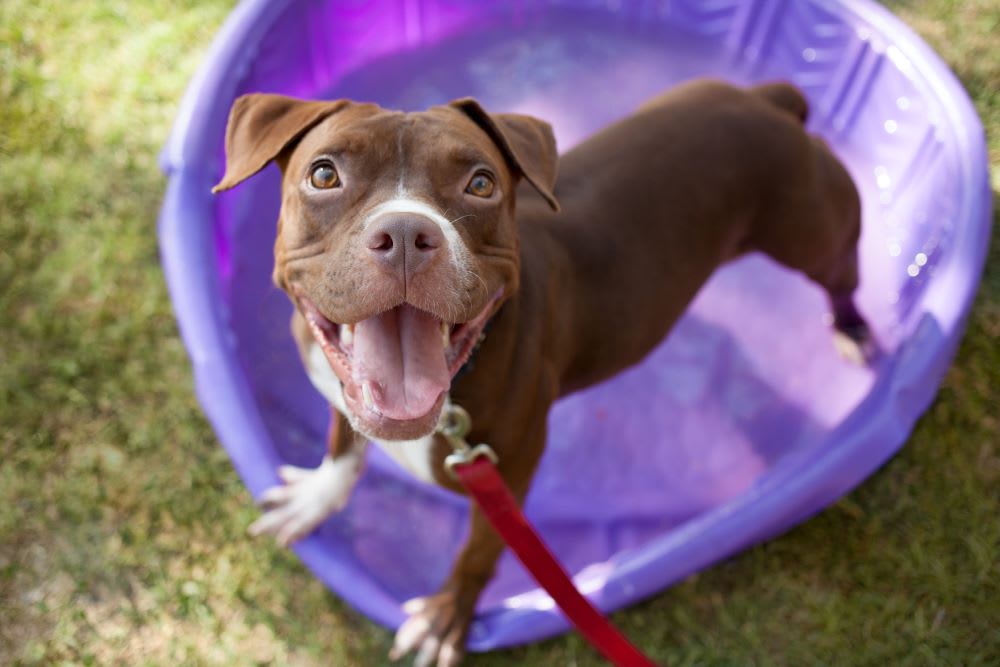 adoptable dog from rescue group of the month Austin Pets Alive! - Texas animal rescue -animal adoption -adopt a dog