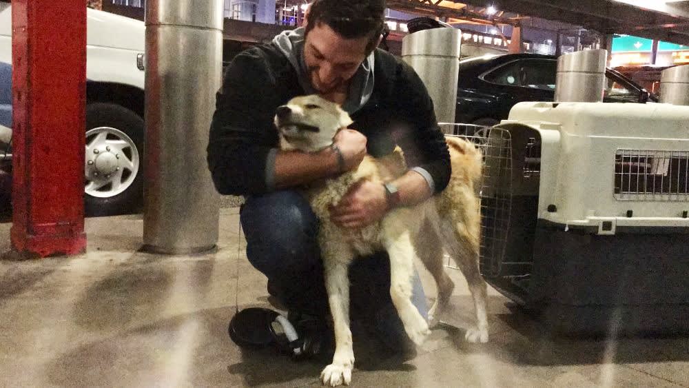 soldier and dog reunion photo: SPCAI staff and dog rescue: pets and mental health - pets for depression and anxiety - how do dogs help with anxiety - dogs and emotional health