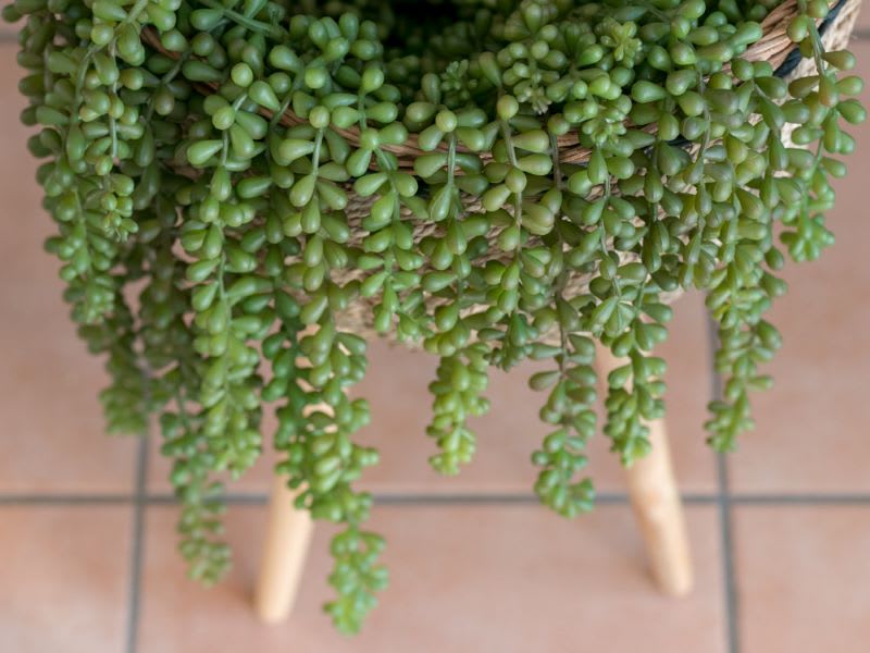 artificial succulent plant: artificial plants and trees , faux plants, faux plants indoor, faux houseplants