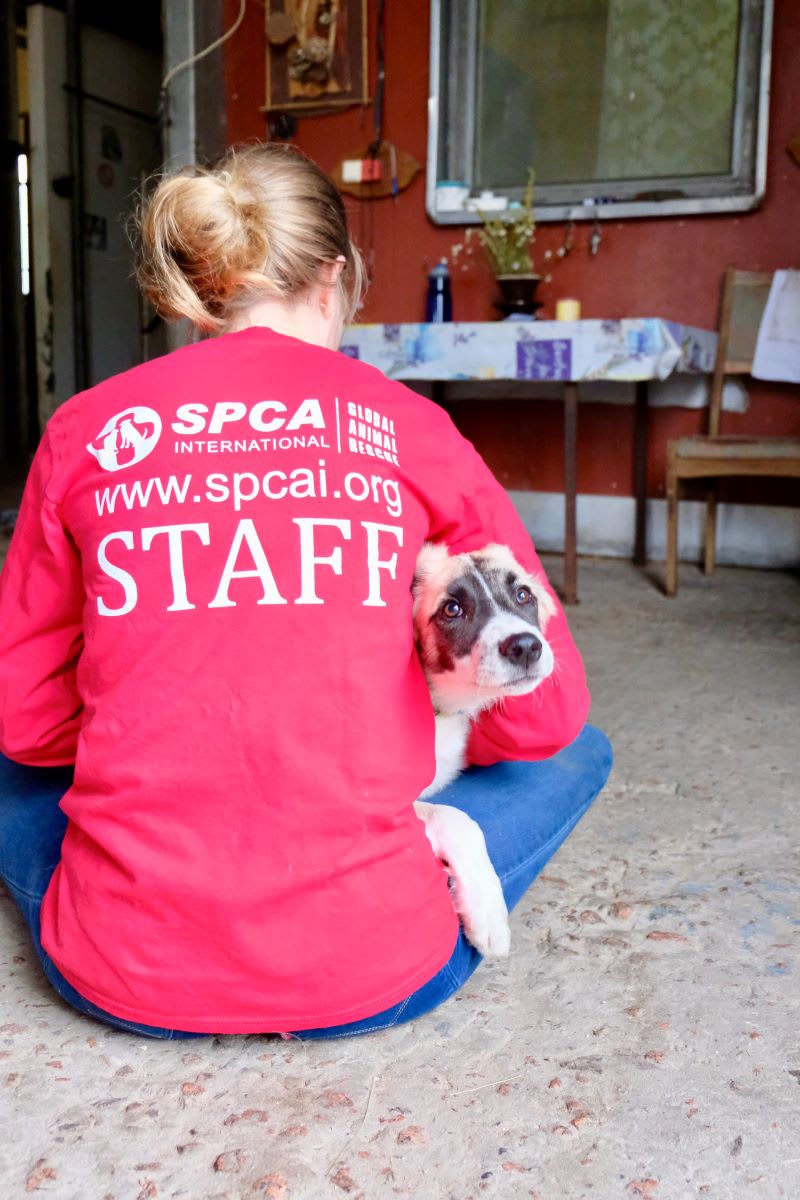 SPCAI staff and dog rescue: pets and mental health - pets for depression and anxiety - how do dogs help with anxiety - dogs and emotional health
