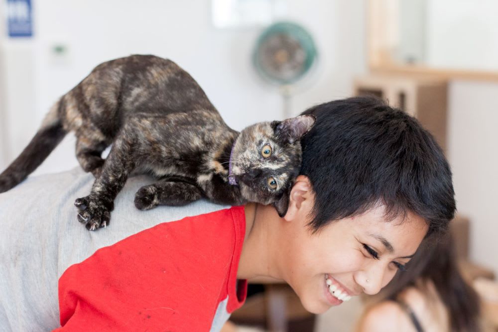 woman doing cat yoga with a kitten on her shoulder