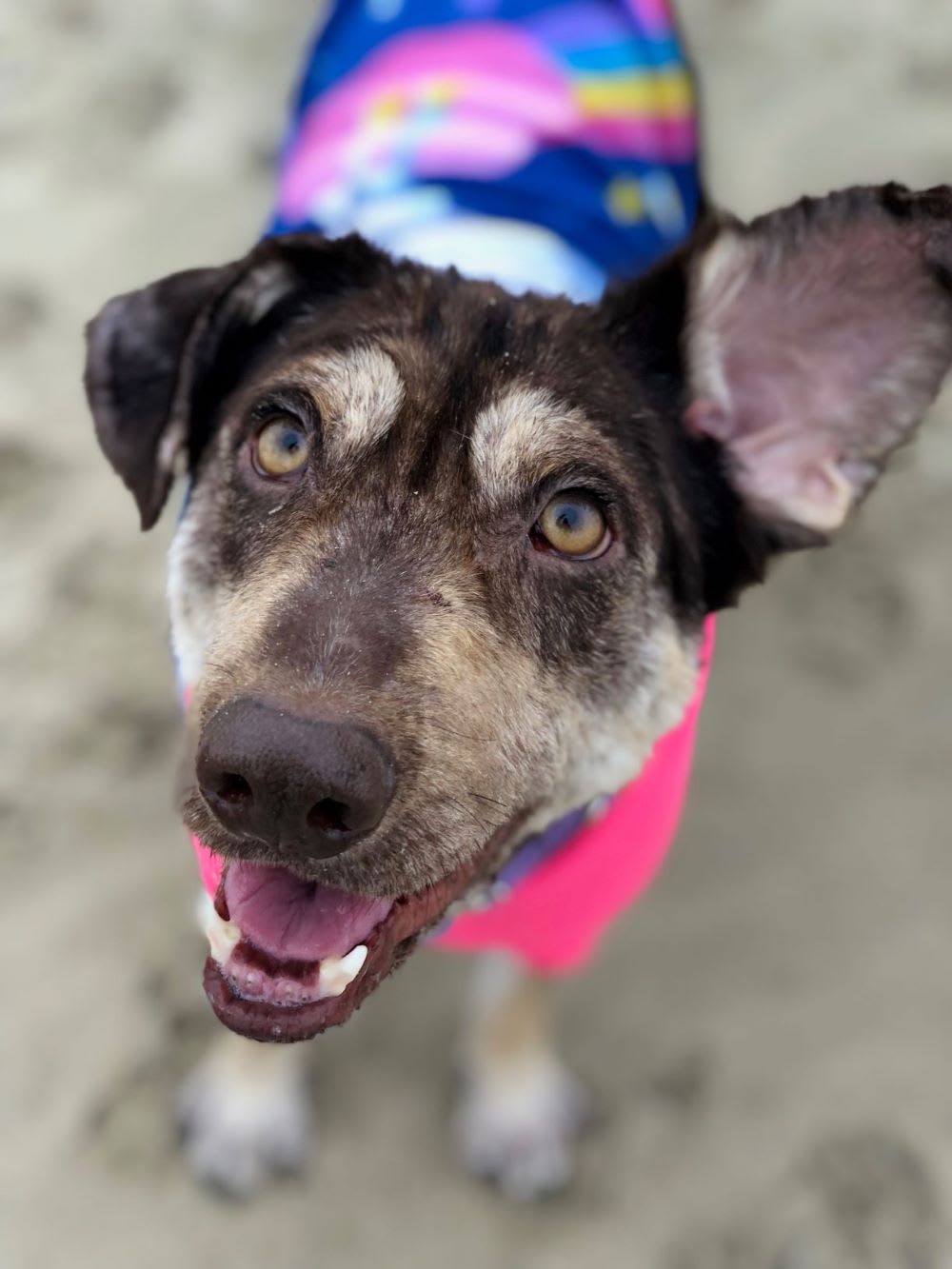 rescue dog from Northwest Dog Project