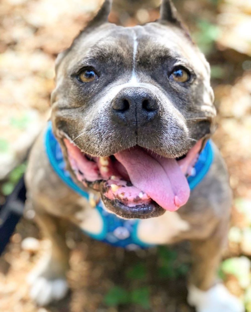 rescue dog from Northwest Dog Project