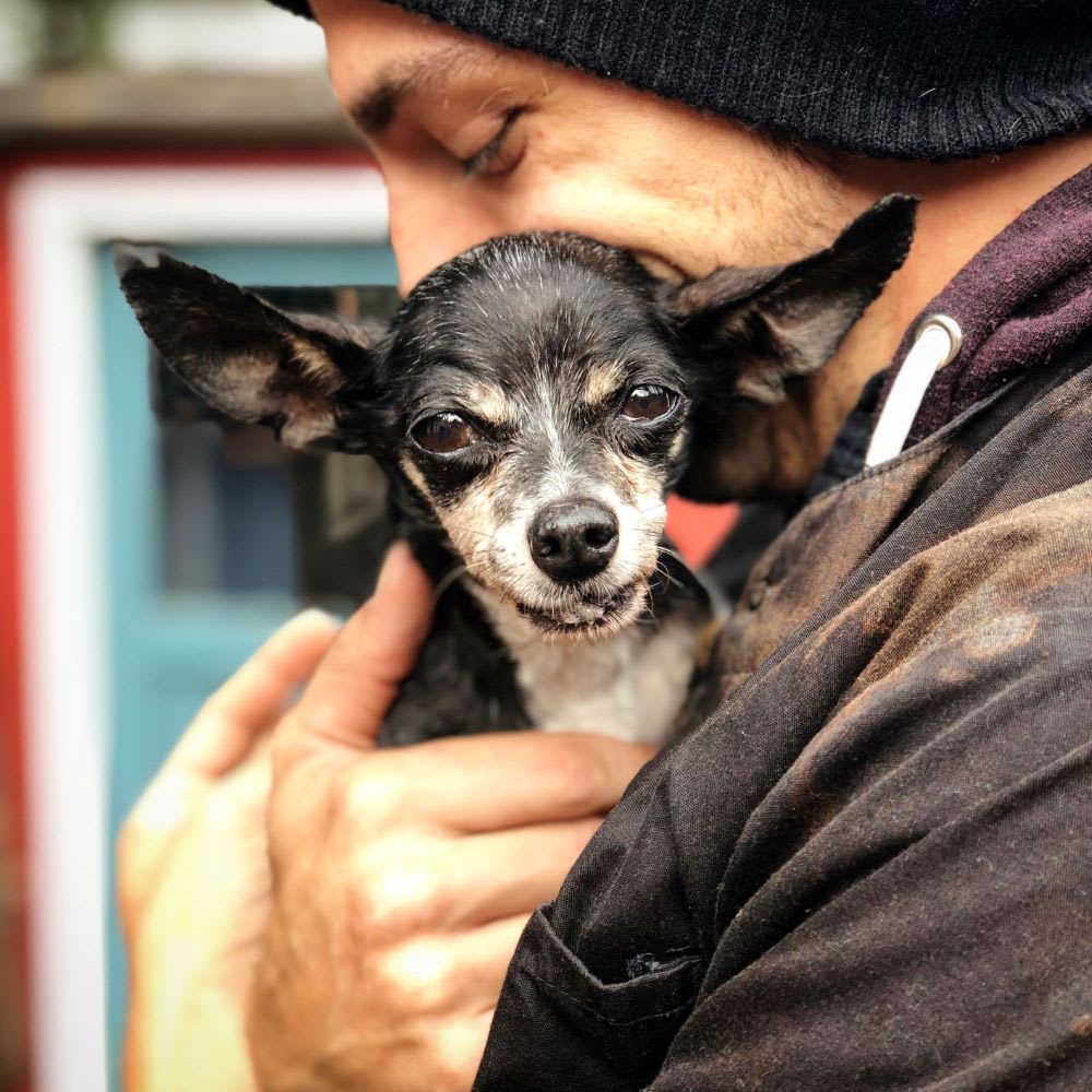 small rescue dog from Northwest Dog Project