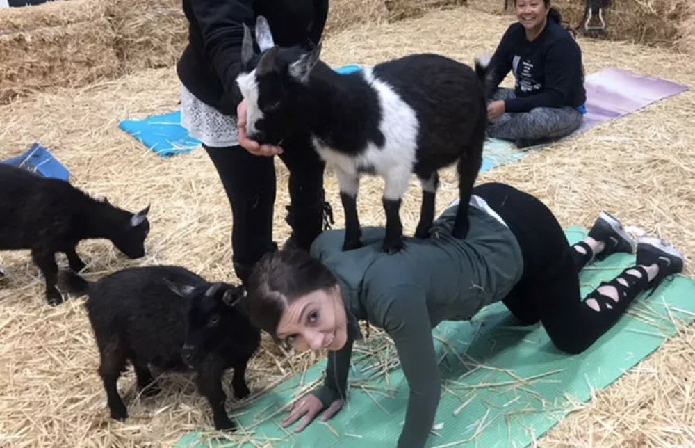 woman doing goat yoga
