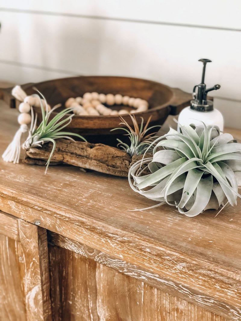 air plants in driftwood to show creative ideas for plant containers