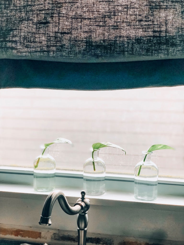 pothos plant leaves propagating in jars with water for creative plant display