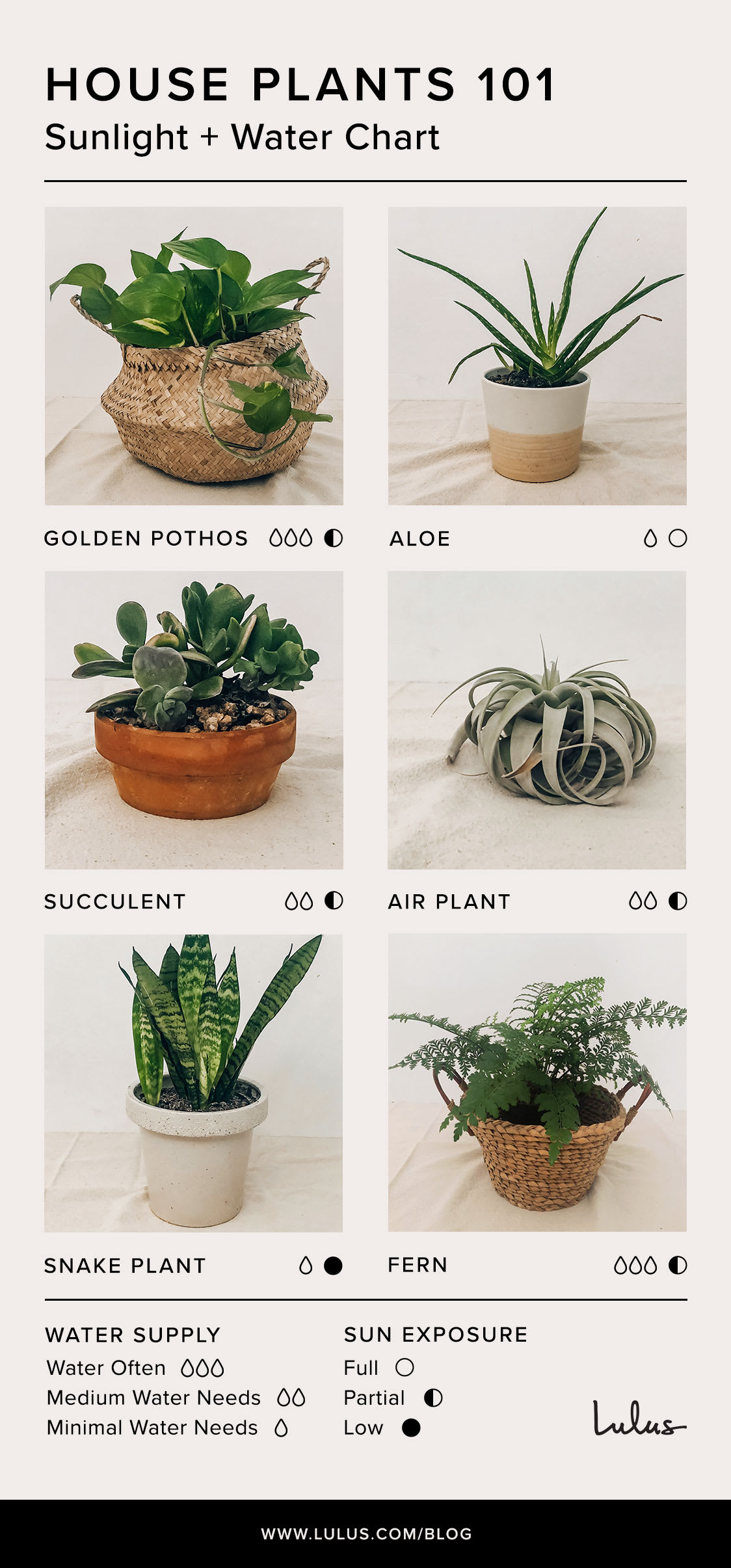 Indoor House Plants 101 An Easy Care Guide Lulus Com Fashion Blog