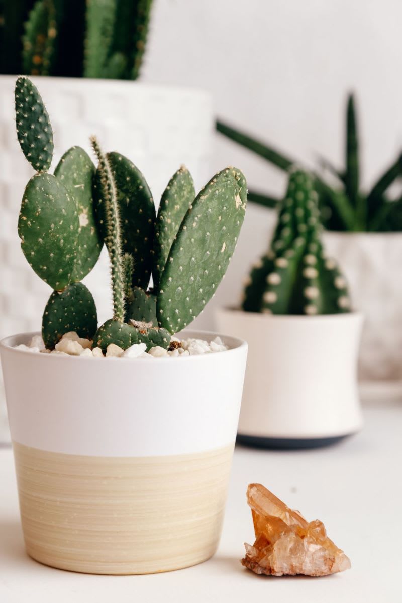 cacti and houseplants