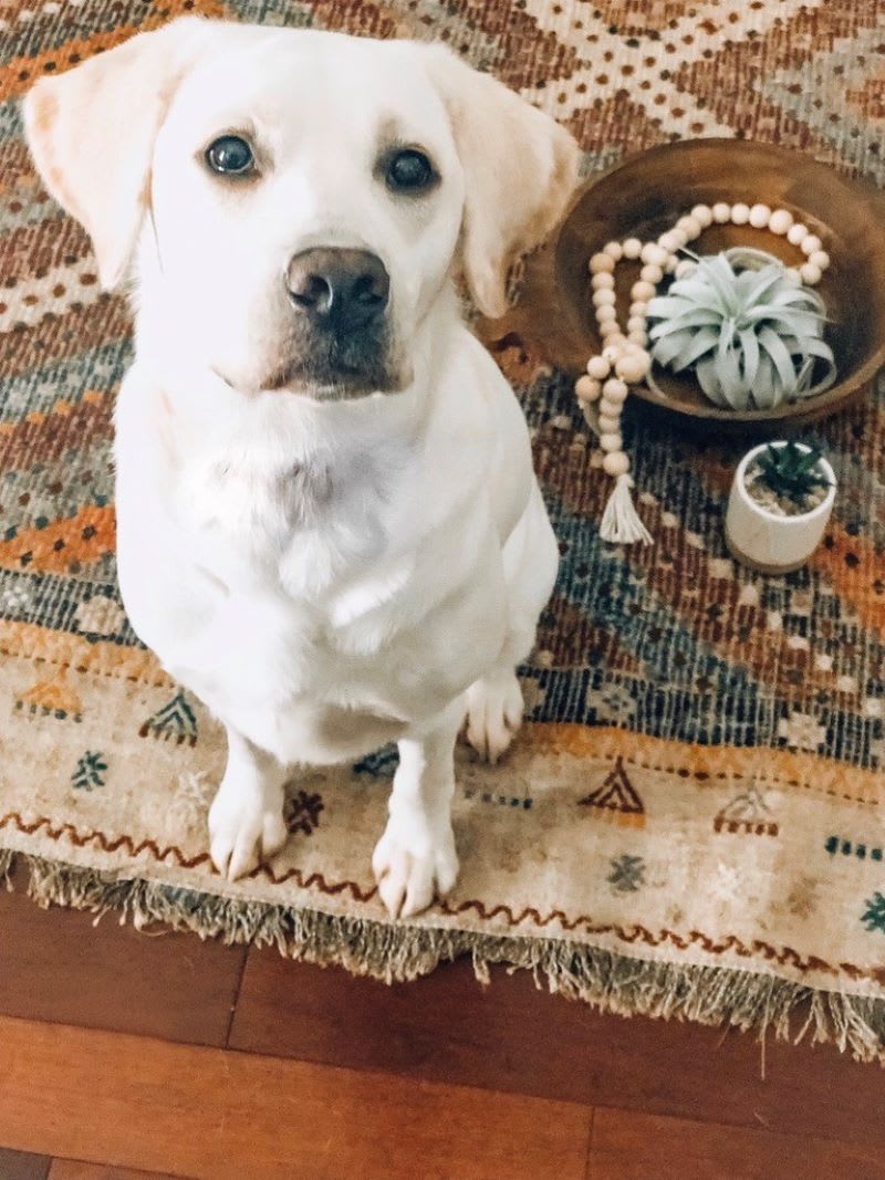 white dog next to pet-friendly plants