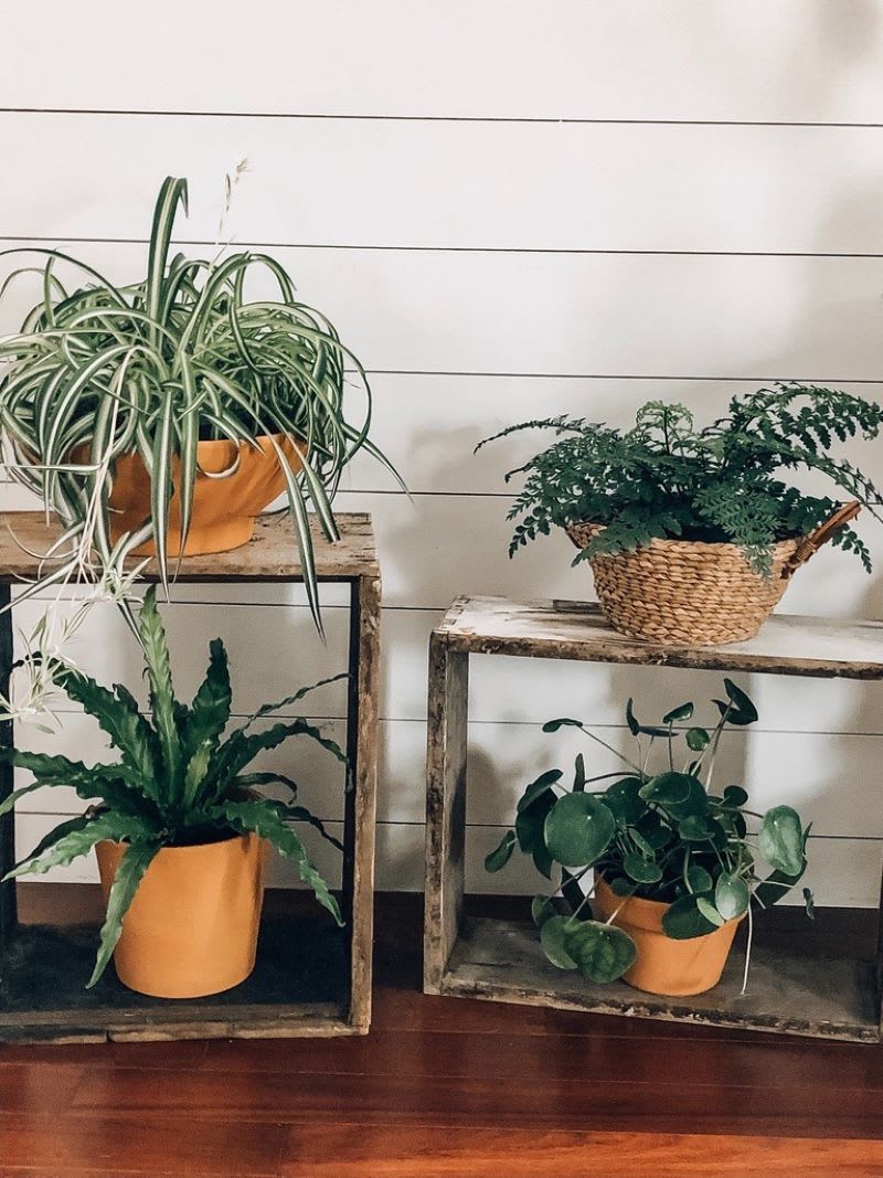PetFriendly Plants 10 Indoor Houseplants Safe for Furry Family Members Fashion Blog