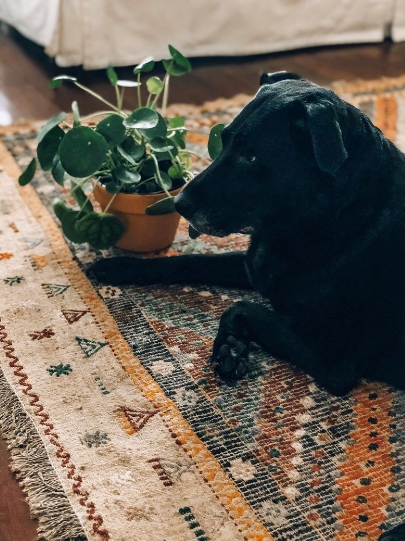 black dog on rug next to pet friendly indoor plants