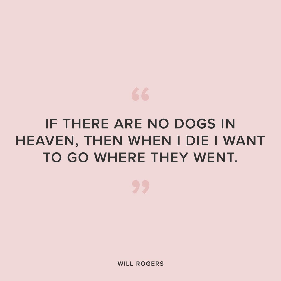cute dog quote by will rogers
