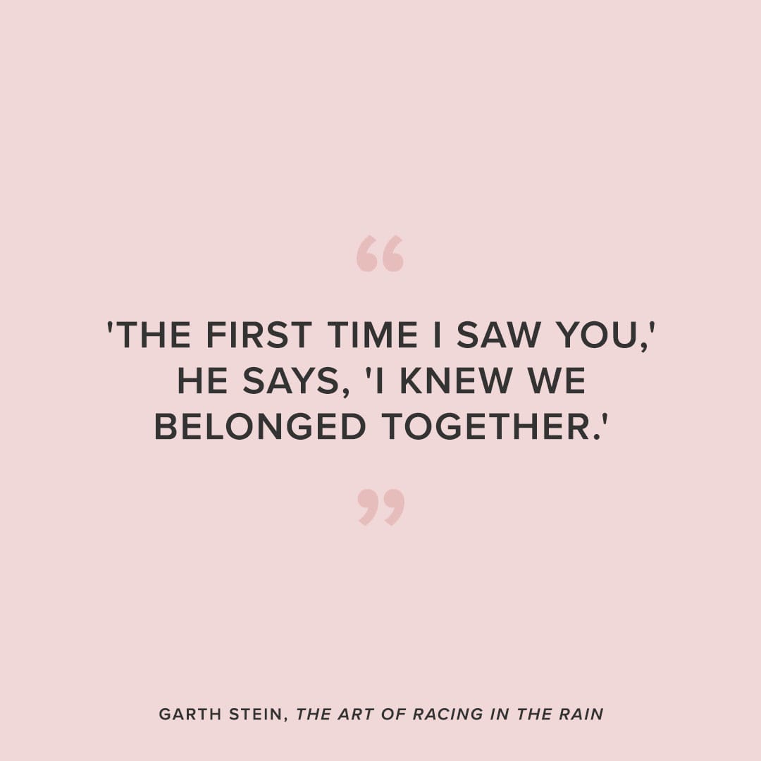 art of racing in the rain dog quote