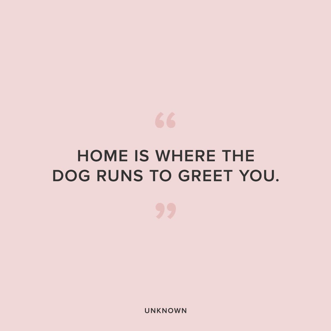 home is where the dog runs to greet you dog quote