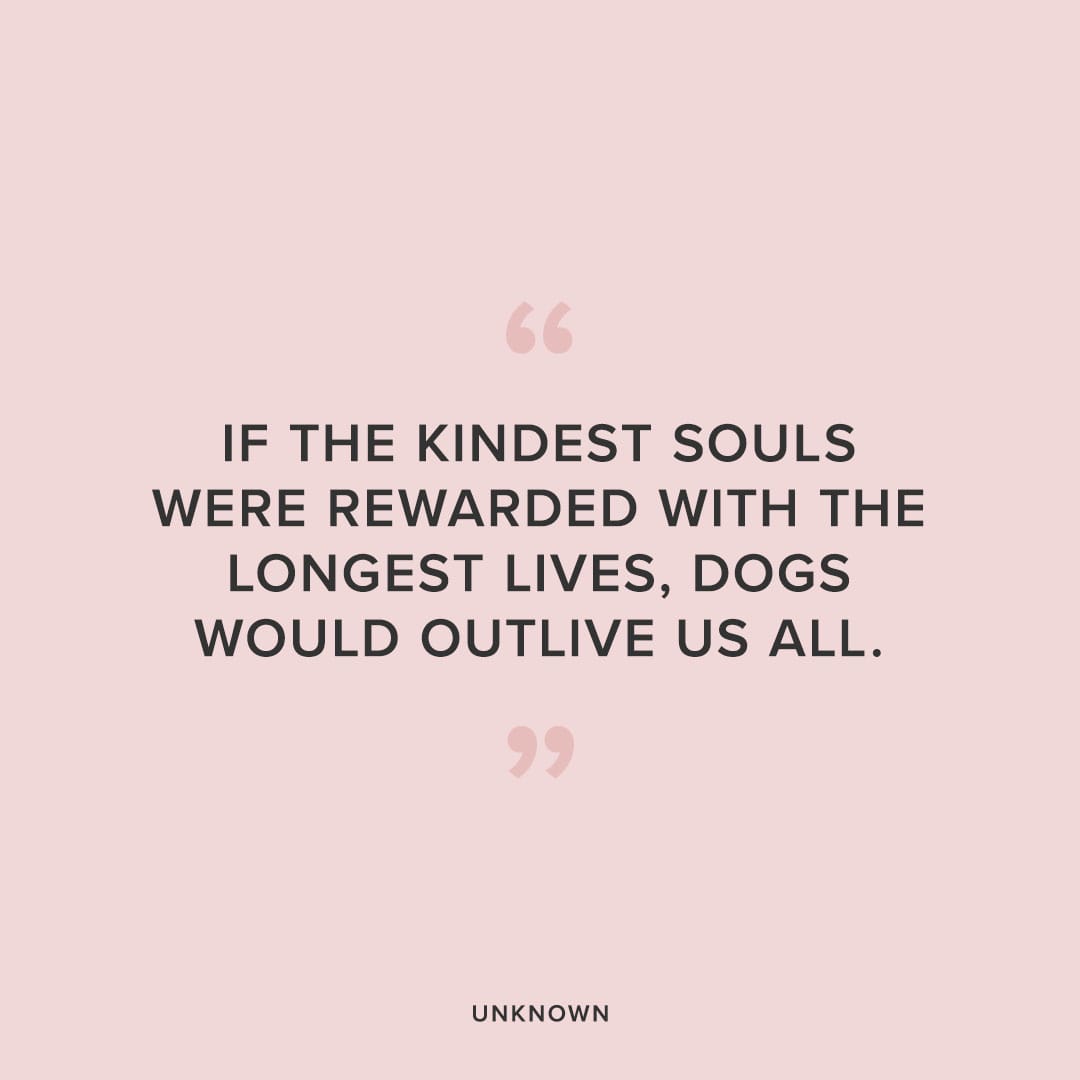 kindest souls dog quote