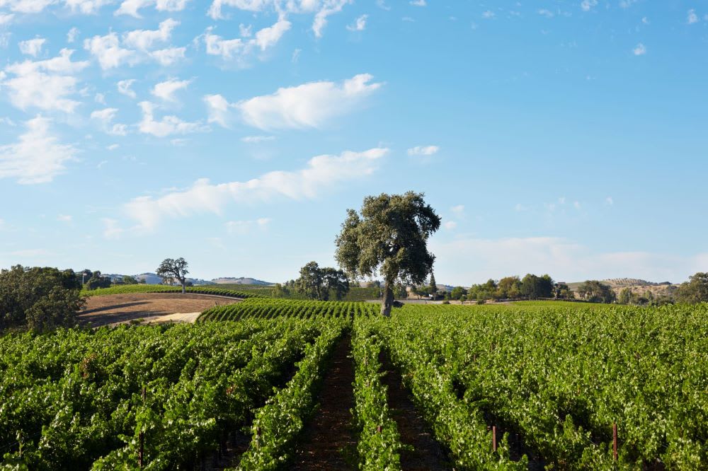 Cheers! These are the Top 4 Spots for Affordable Wine Country Vacations