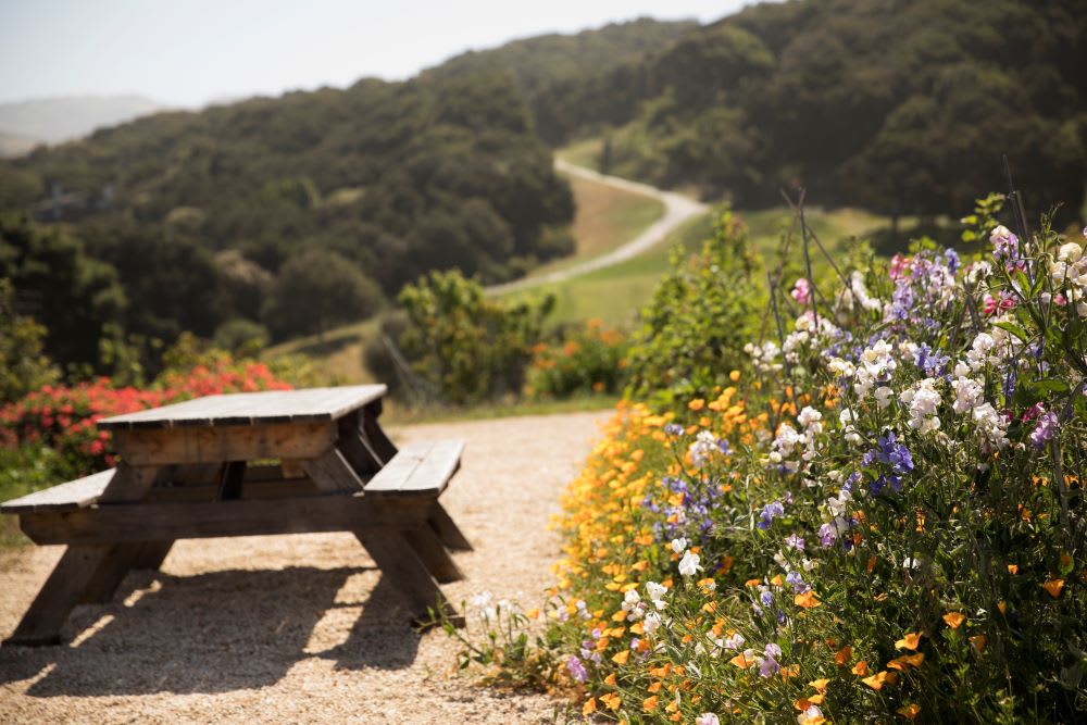 beekeeping experience in organic garden at carmel valley ranch