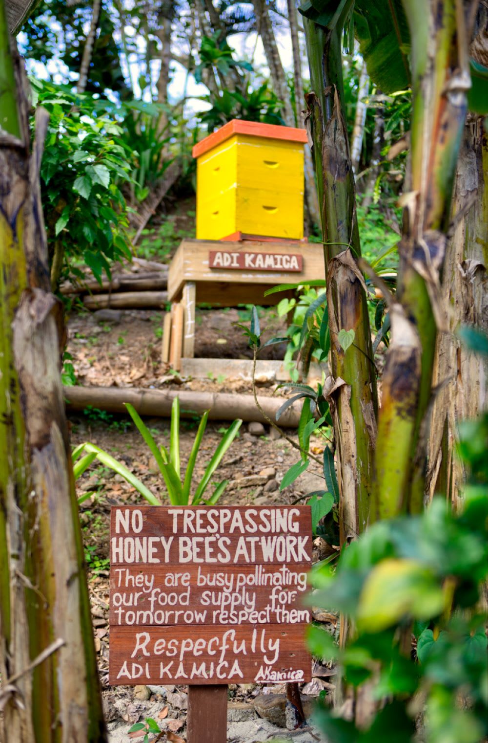 beekeeping experience at nanuku resort in fiji