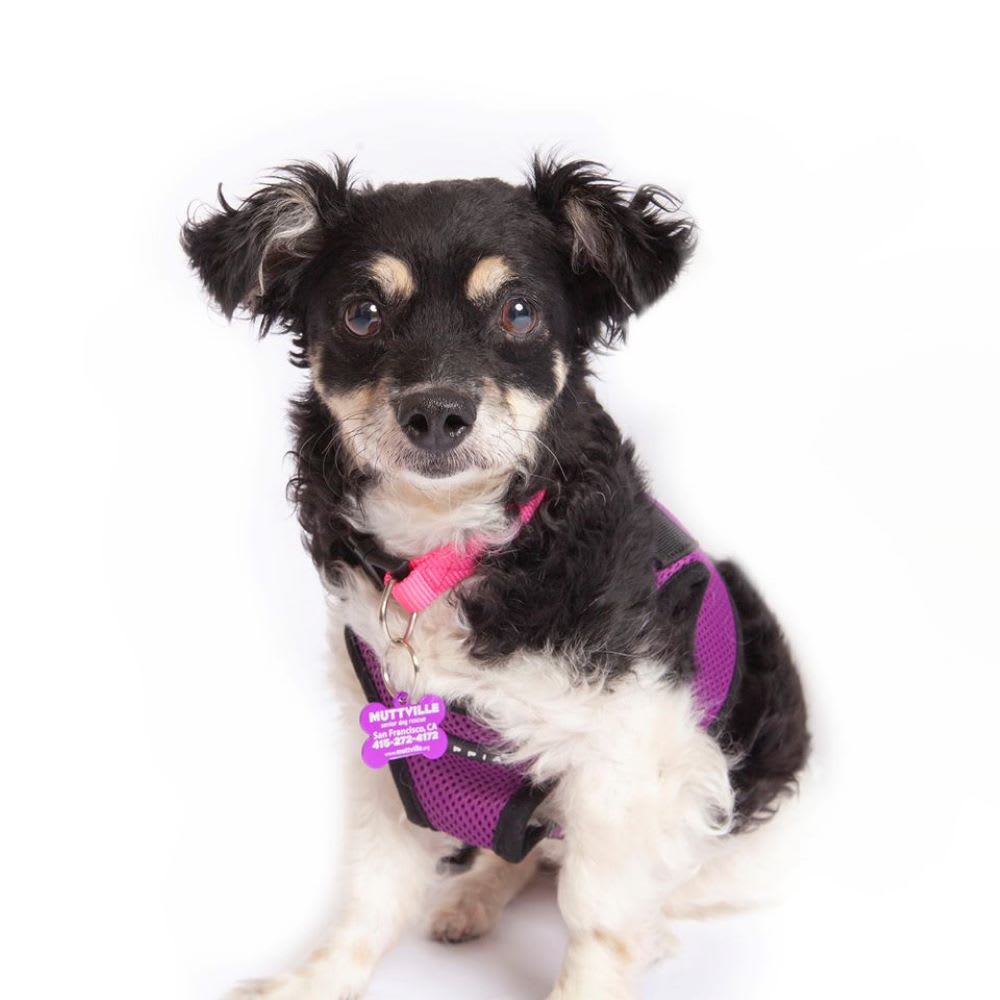 betty boop up for senior dogs adoption