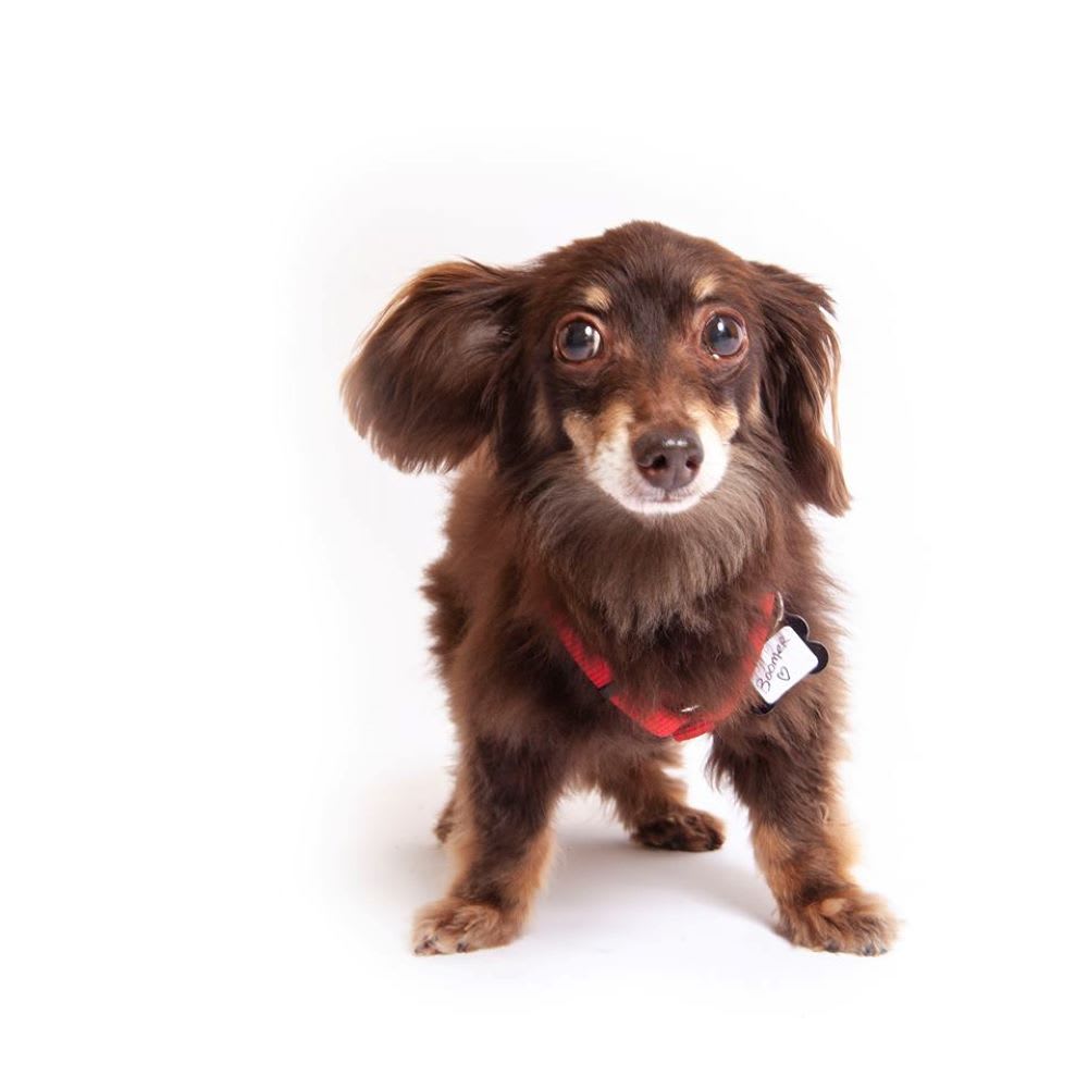 caring for senior dogs: boomer up for adoption 