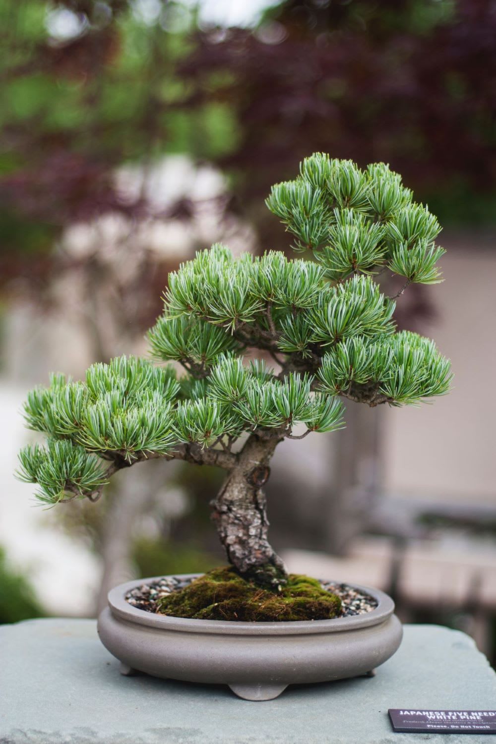 Bonsai Trees Everything You Need to Fashion Blog