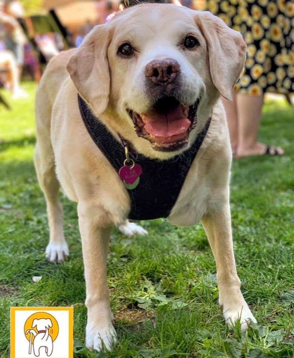 senior dog rescue from muttville