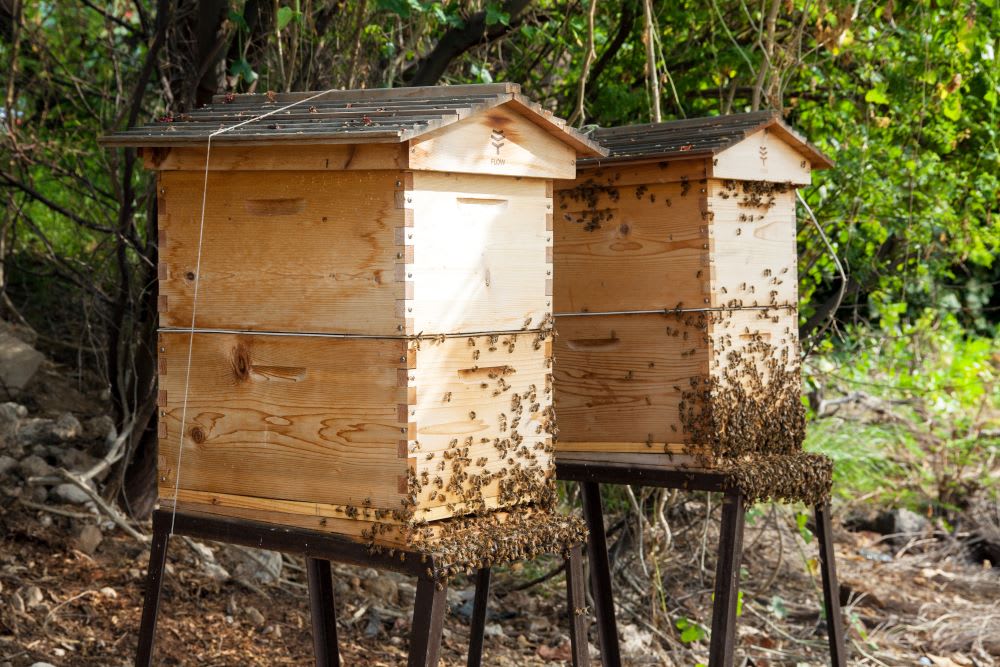 bee hives at mauna kea resort bekeeping experience