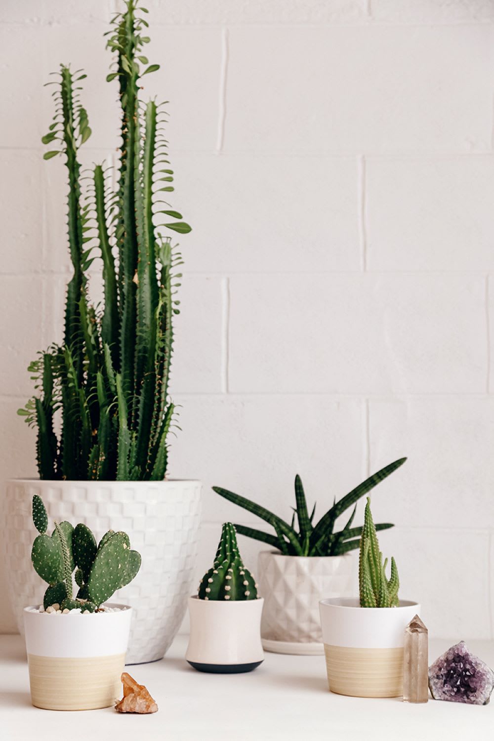 cacti and succulents and aloe with crystal geodes