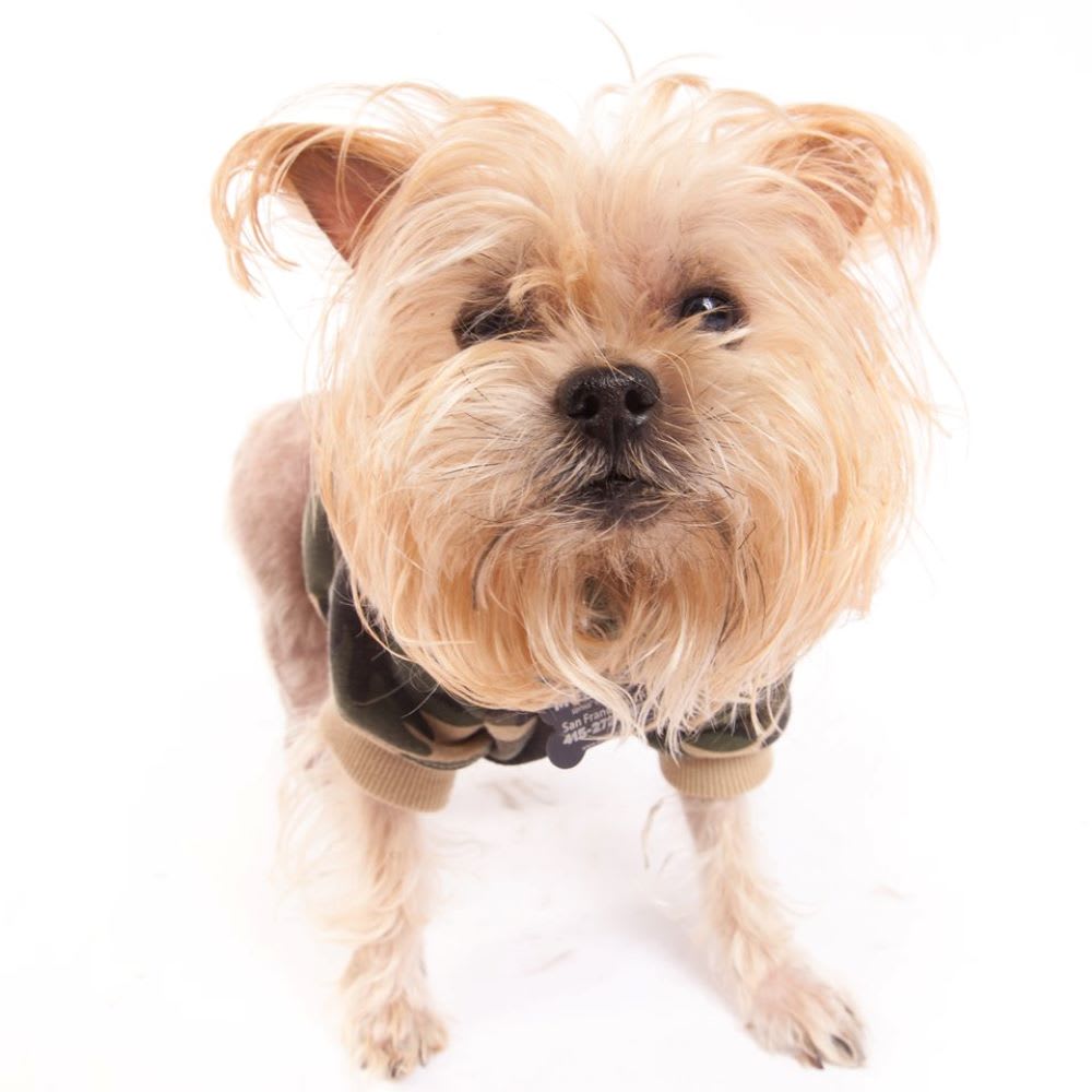 ryan gosling , one of muttville's senior dogs adoption