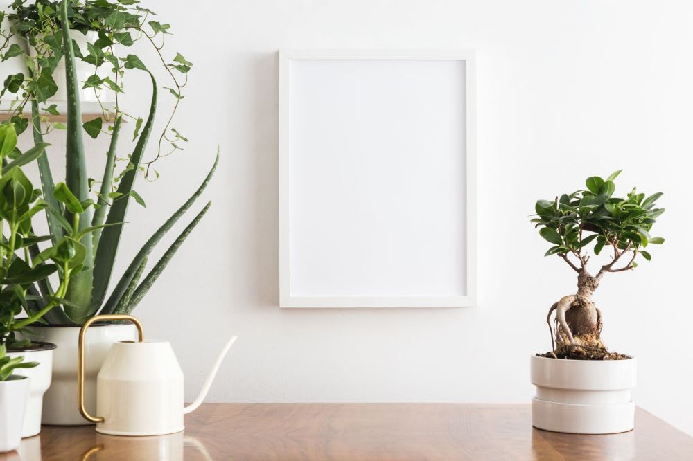 Bonsai Trees Everything You Need to Fashion Blog