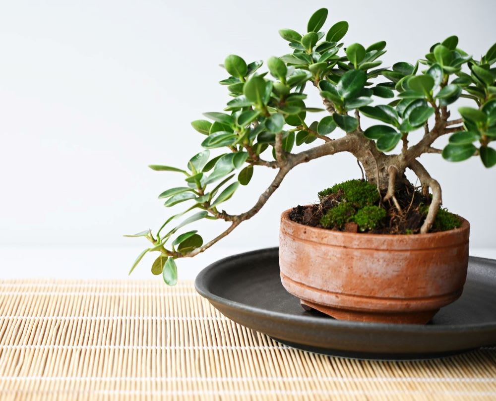Bonsai Trees Everything You Need to Fashion